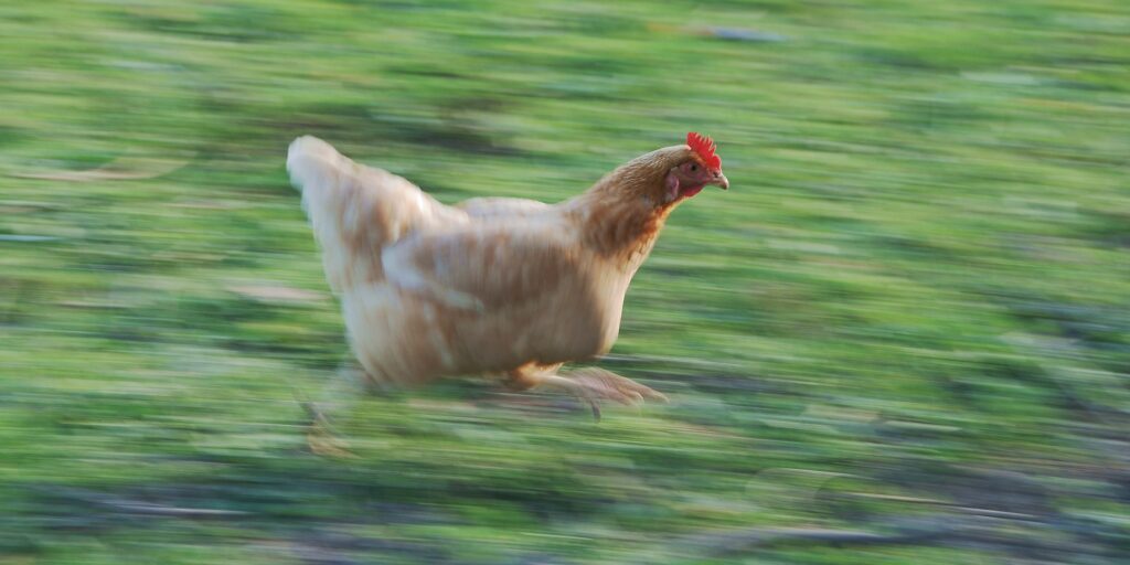 Pollos ante el espejo