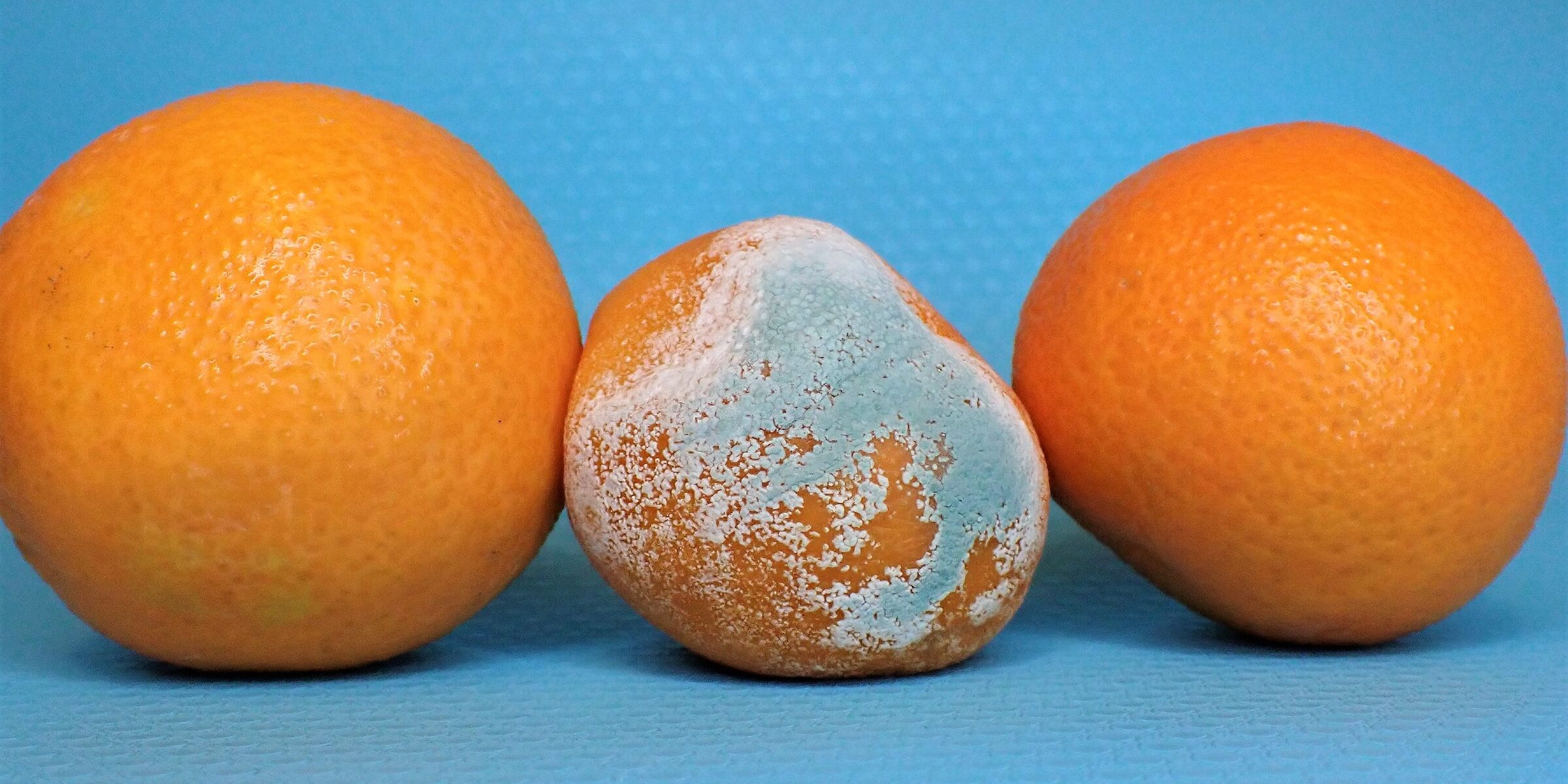 Tres naranjas en línea sobre un fondo de hule azul celeste. La de en medio está enmohecida.